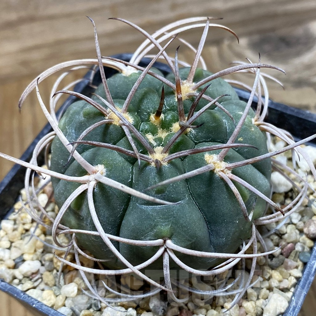 SH25501 Gymnocalycium catamarcense