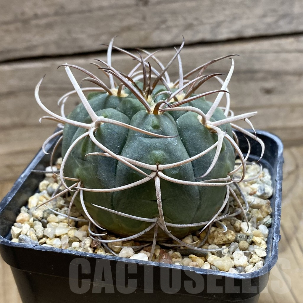 SH25501 Gymnocalycium catamarcense - Image 2