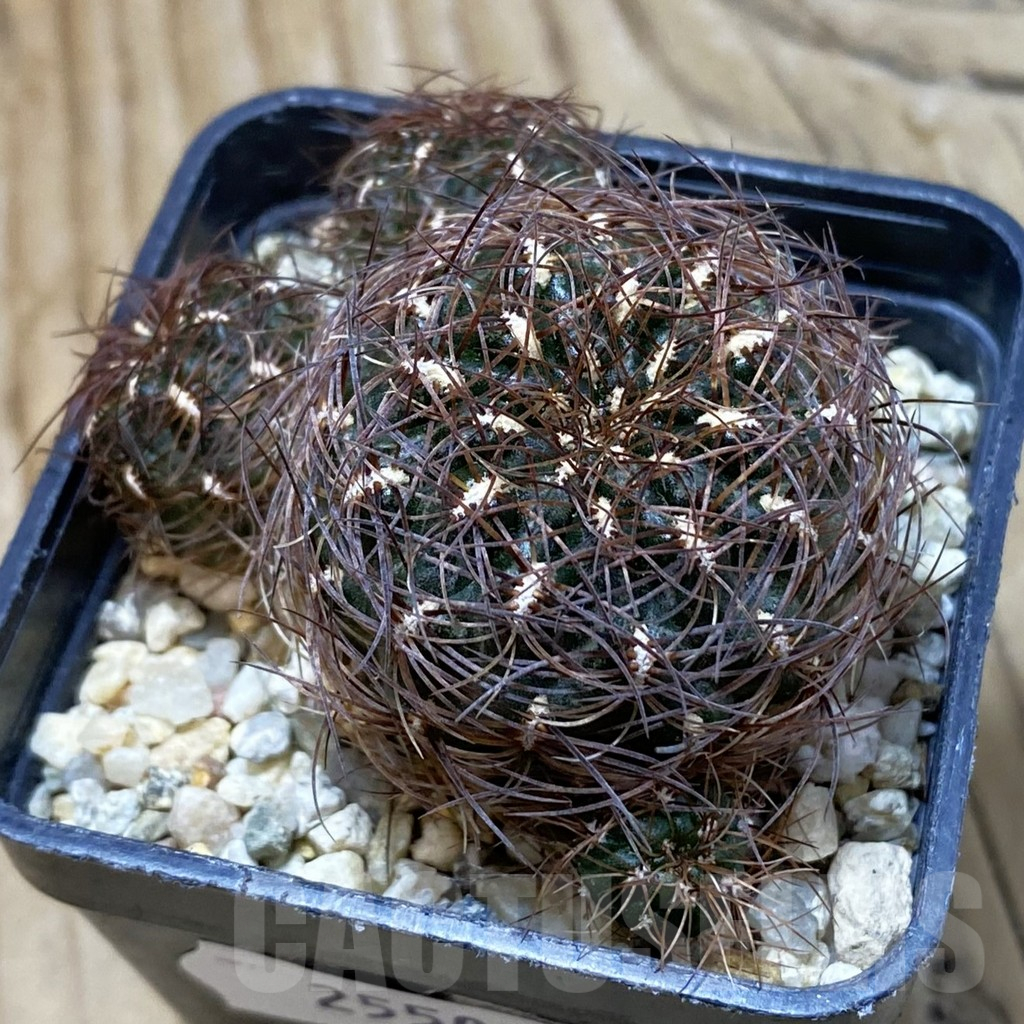 SH25505 Sulcorebutia crispata WF 30