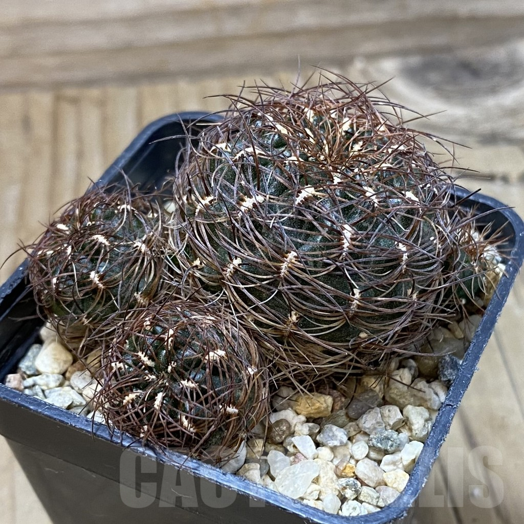 SH25505 Sulcorebutia crispata WF 30 - Image 2
