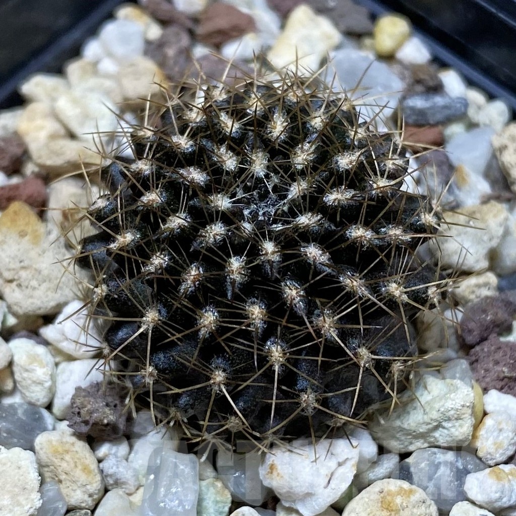 SH25507 Eriosyce crispa