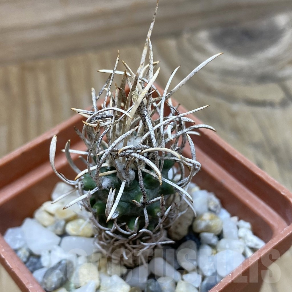 SH25508 Turbinicarpus flaviflorus, 6 years old