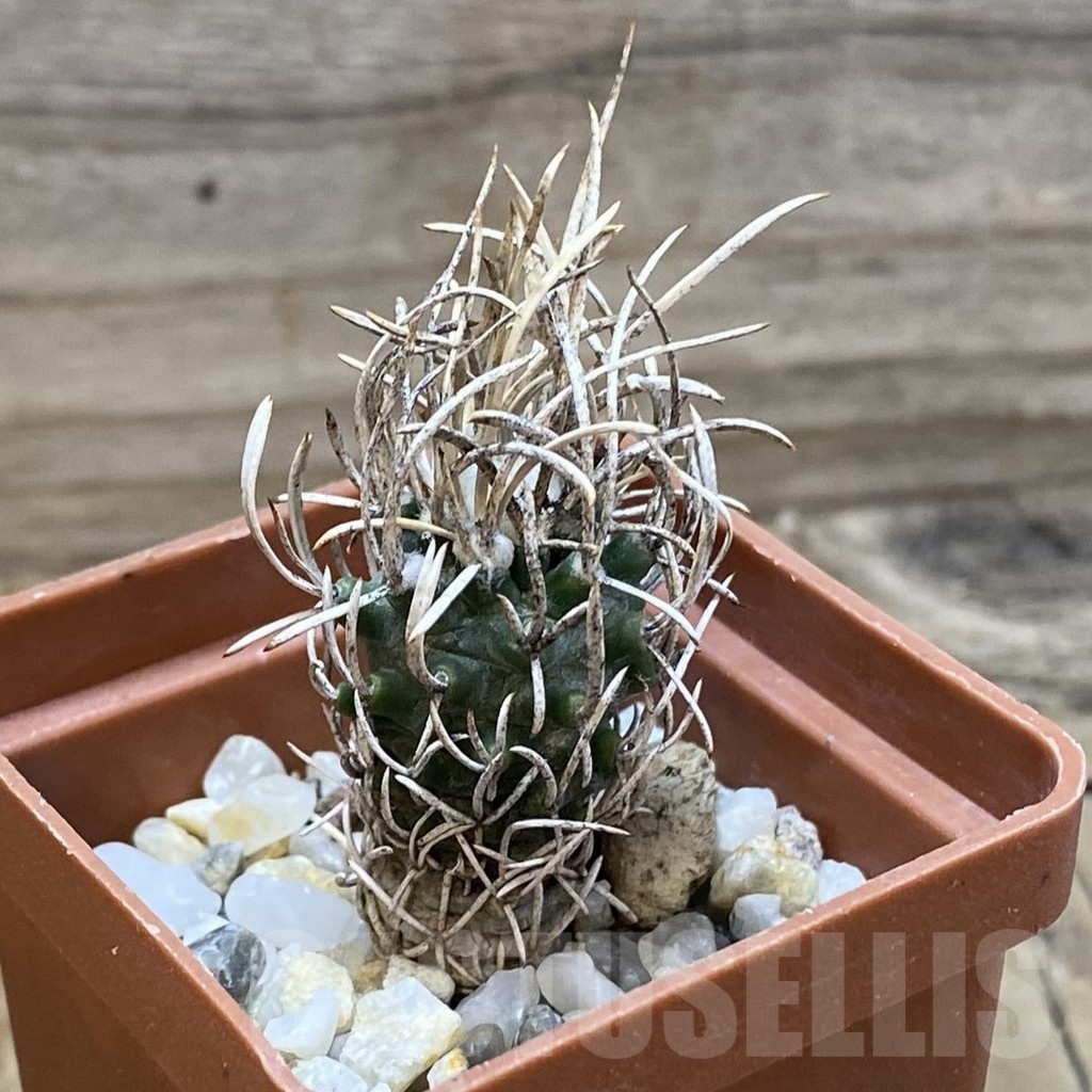SH25508 Turbinicarpus flaviflorus, 6 years old - Image 2
