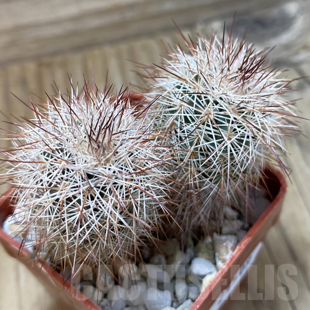 SH25509 Echinocereus russanthus