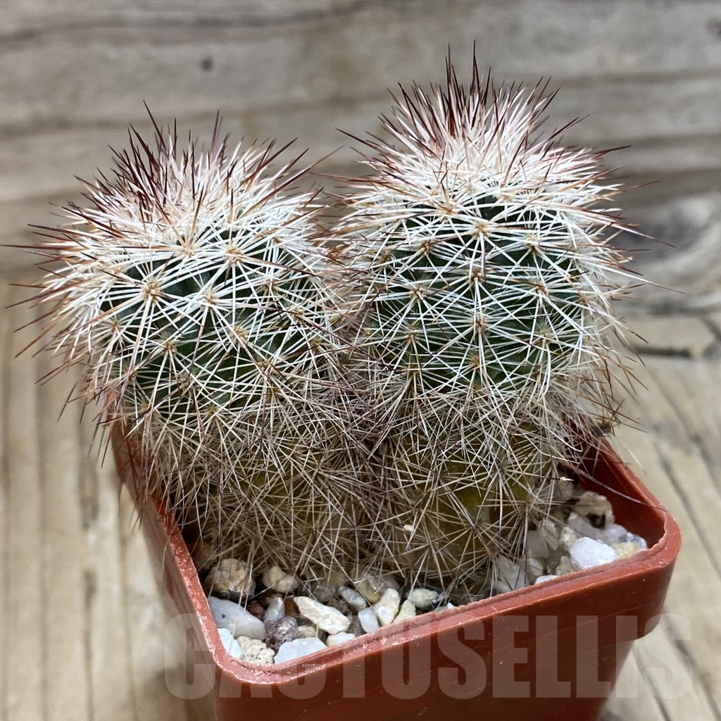 SH25509 Echinocereus russanthus - Image 2