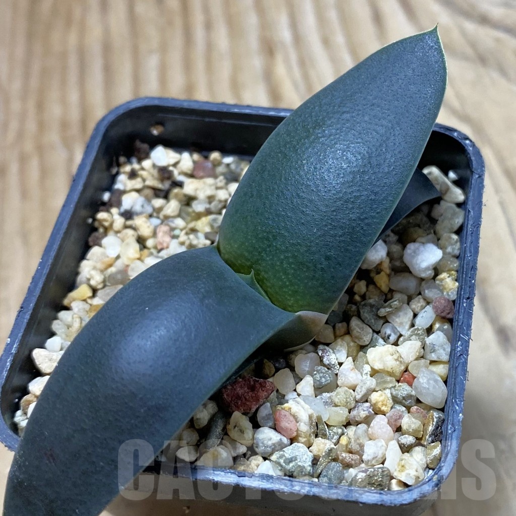 SH25667 Gasteria armstrongii