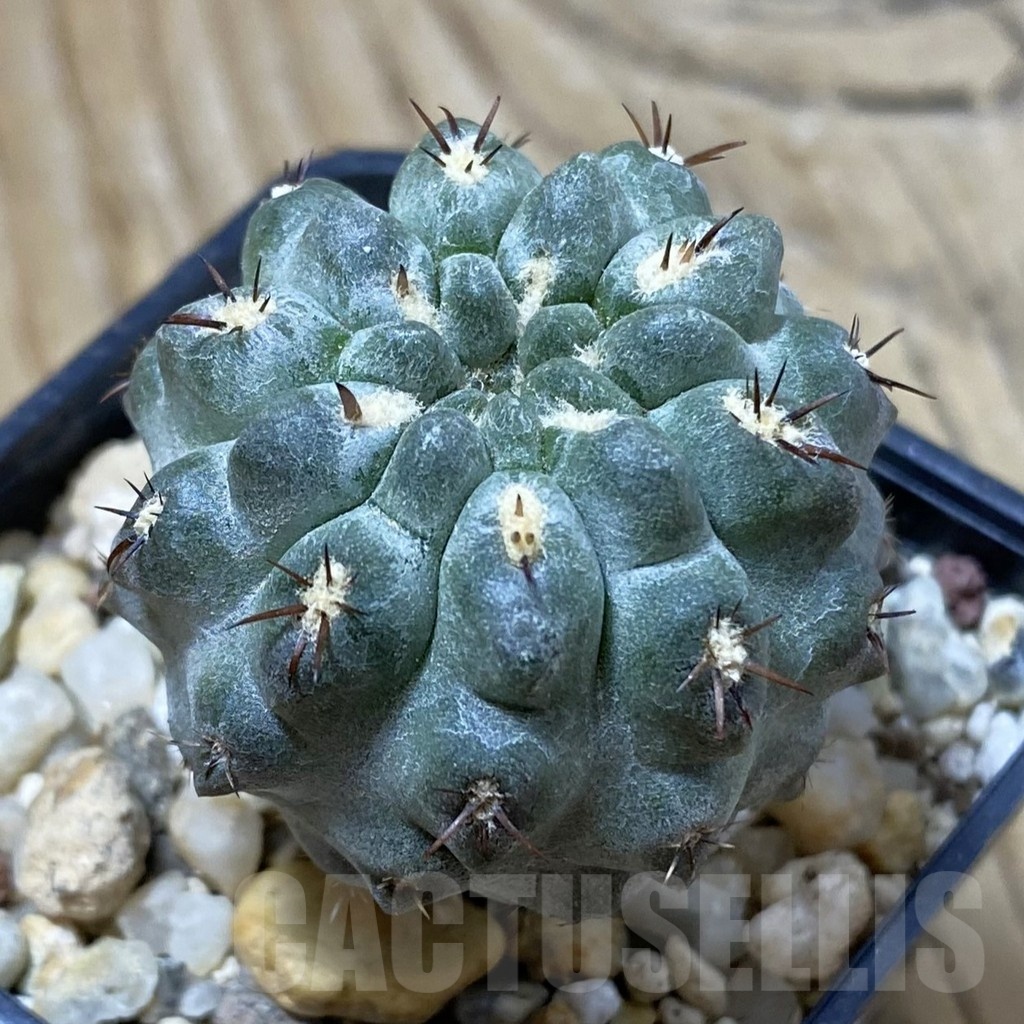 SH25702 Neochilenia aff. jussieui