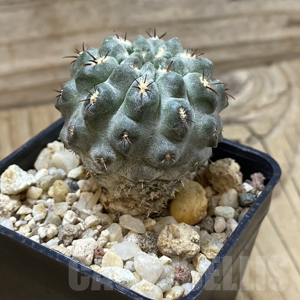 SH25702 Neochilenia aff. jussieui - Image 2