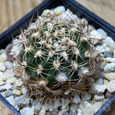 SH25703 Lobivia tiegeliana v. pusilla