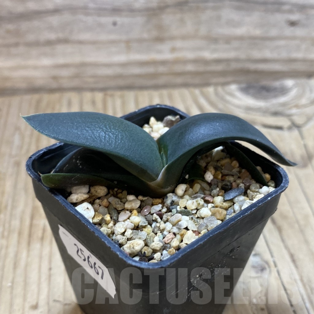SH25667 Gasteria armstrongii - Image 2