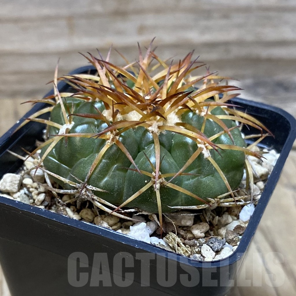 SH25709 Discocactus cangaensis MH886, own roots - Image 2