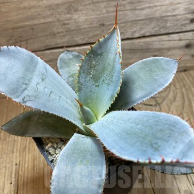 SH25668 Agave guadalajarana
