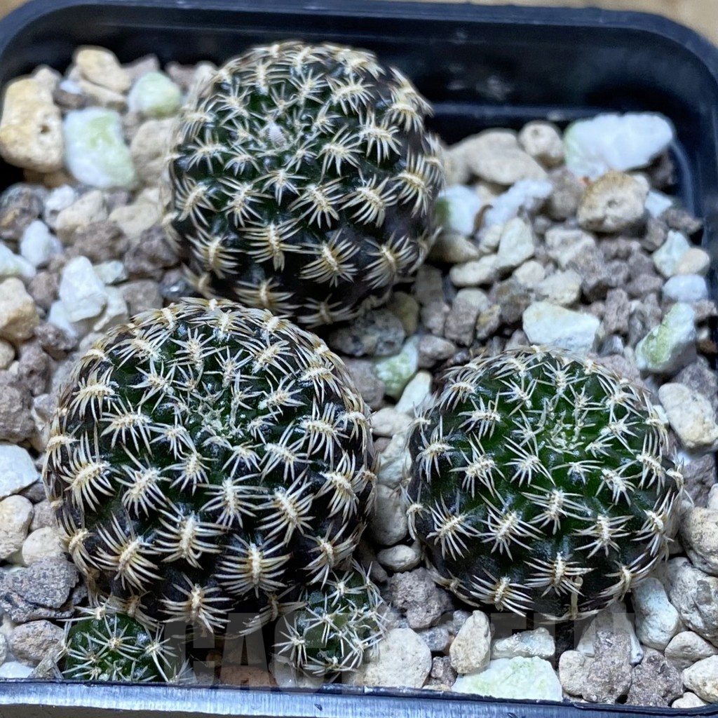 SH25710 Sulcorebutia augustinii LH 1721, 3 plants