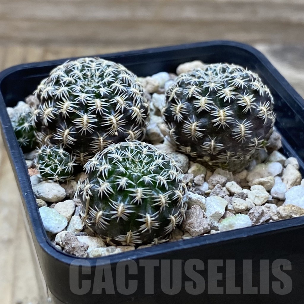 SH25710 Sulcorebutia augustinii LH 1721, 3 plants - Image 2