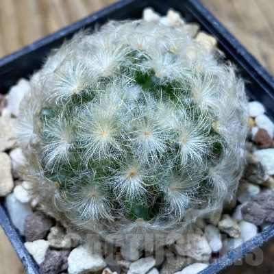SH25713 Mammillaria plumosa