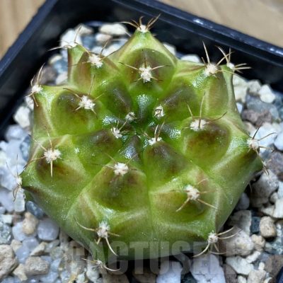 SH25717 Gymnocalycium mihanovichii ‘Neon’ hybrid, seedling