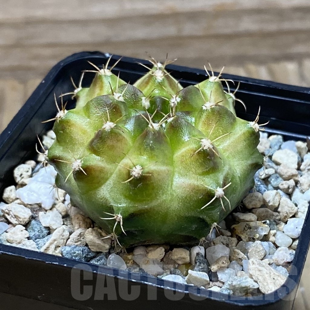 SH25717 Gymnocalycium mihanovichii ‘Neon’ hybrid, seedling - Image 2