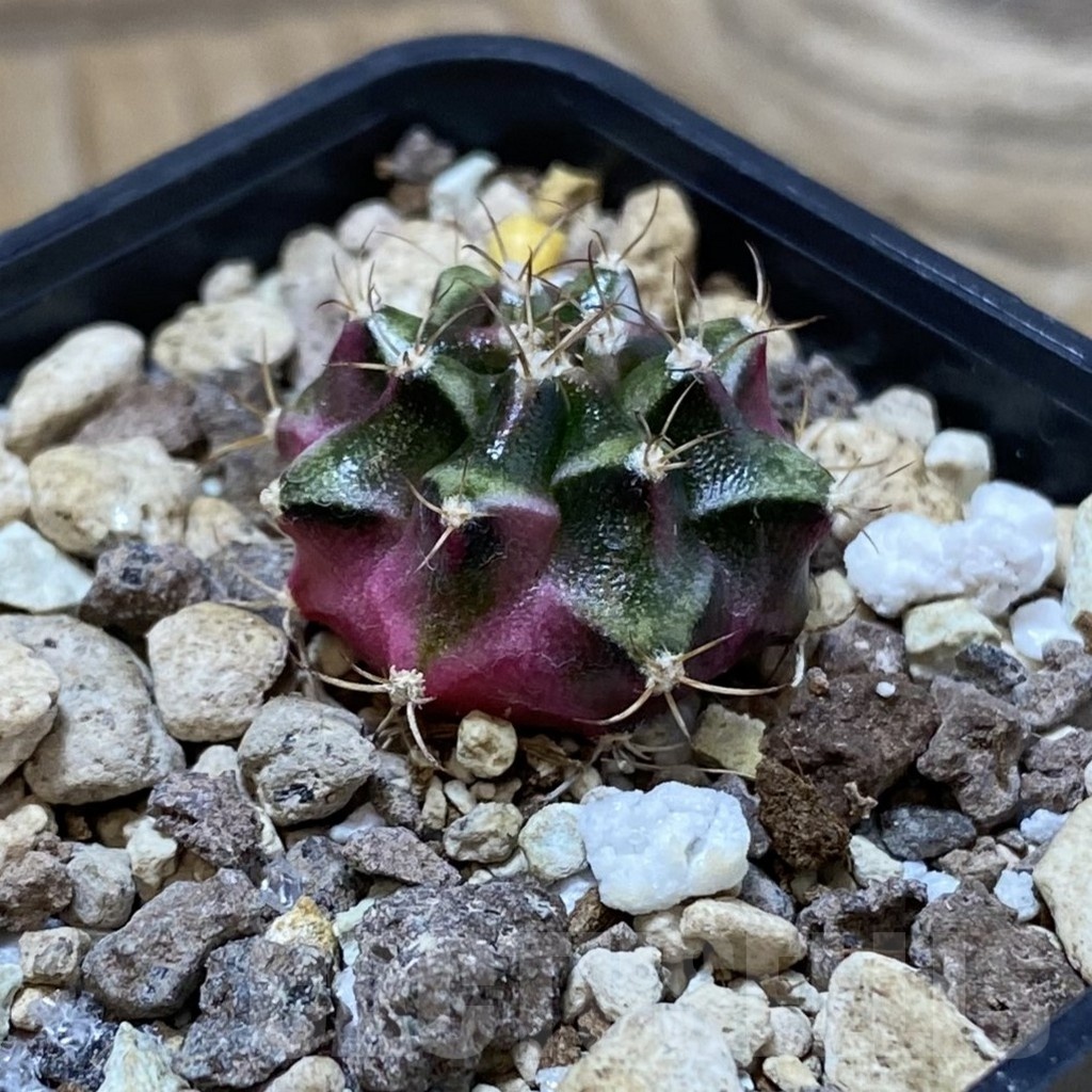 SH25718 Gymnocalycium mihanovichii ‘Bubble Gum’ - Image 2