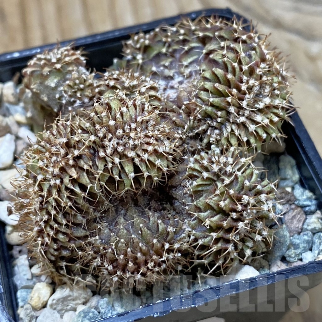SH25720 Gymnocalycium mihanovichii f. cristata