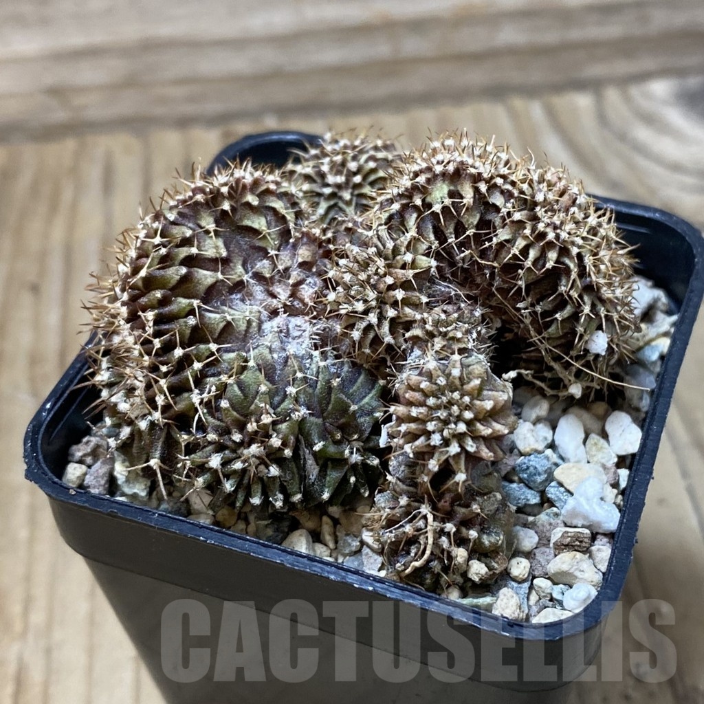 SH25720 Gymnocalycium mihanovichii f. cristata - Image 2