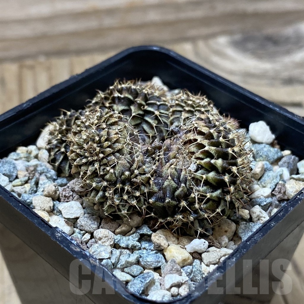 SH25721 Gymnocalycium mihanovichii f. cristata - Image 2