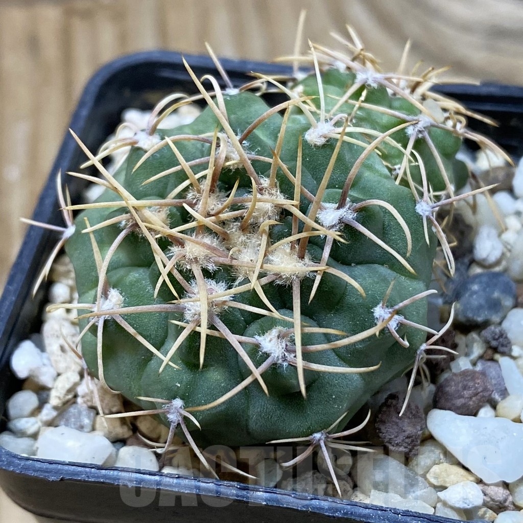 SH25722 Gymnocalycium ochoterenae