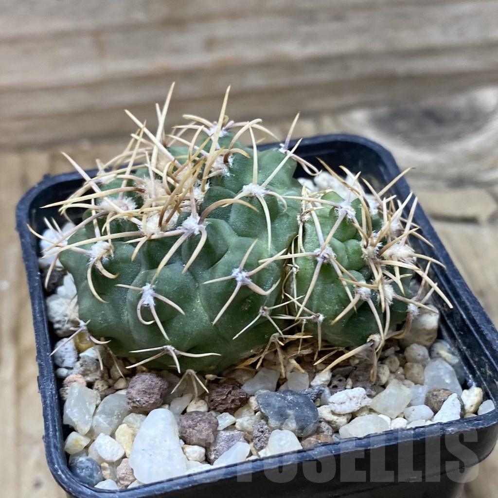 SH25722 Gymnocalycium ochoterenae - Image 2