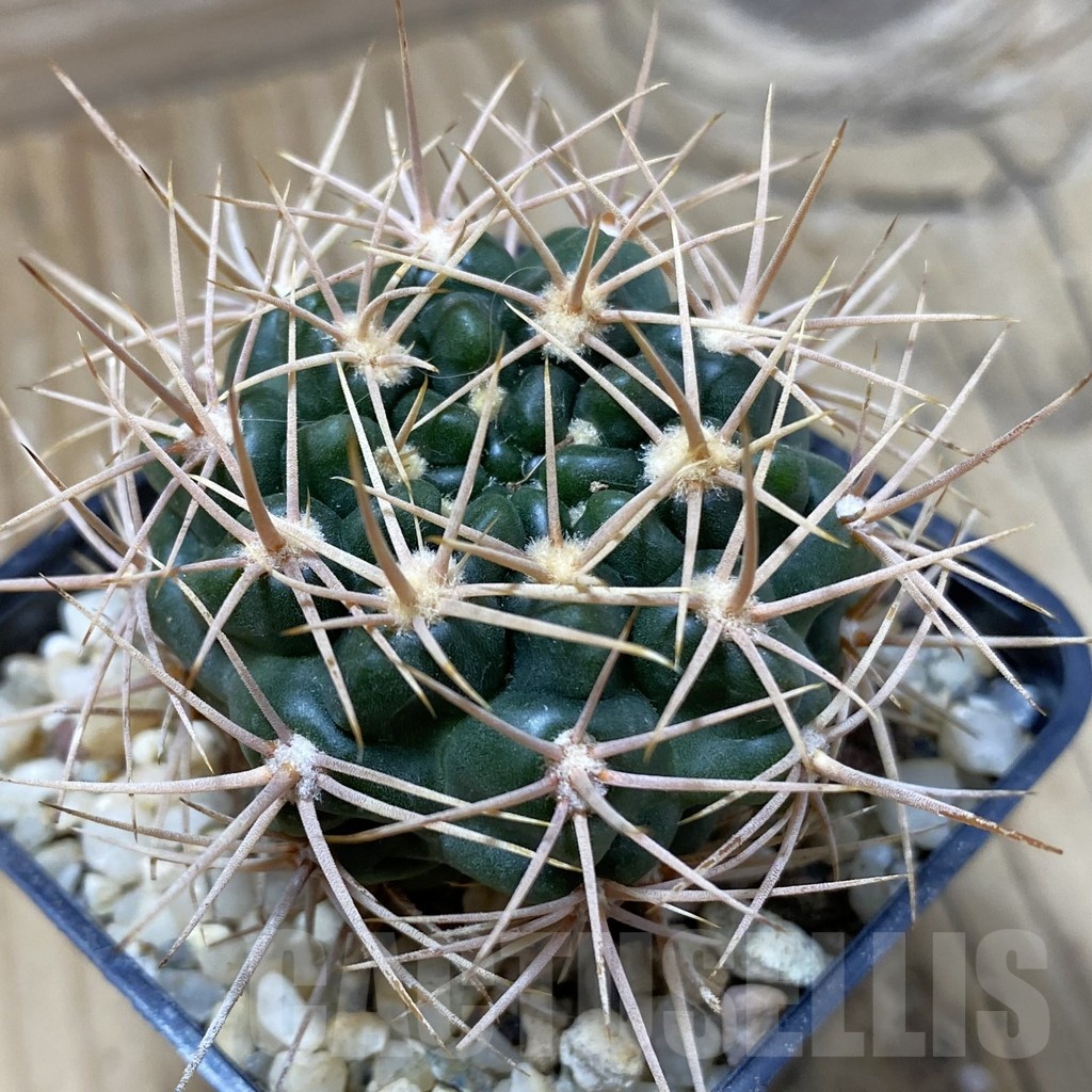 SH25723 Gymnocalycium neuhuberi