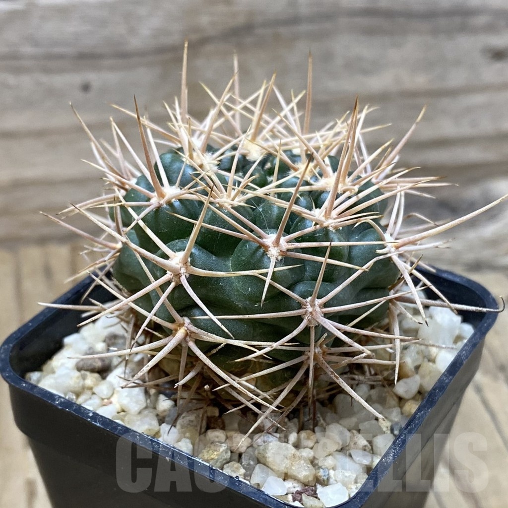SH25723 Gymnocalycium neuhuberi - Image 2