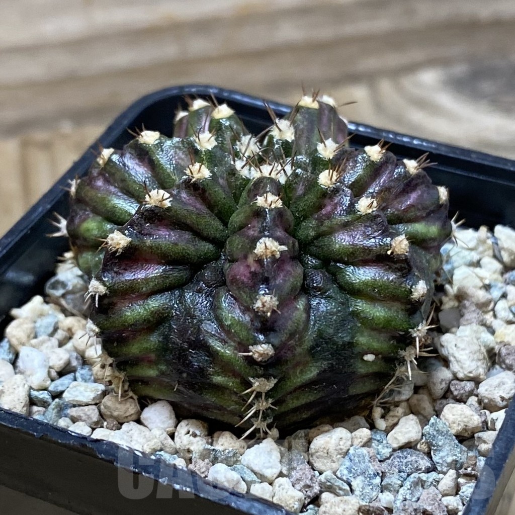 SH25724 Gymnocalycium mihanovichii ‘T-Rex’ - Image 2