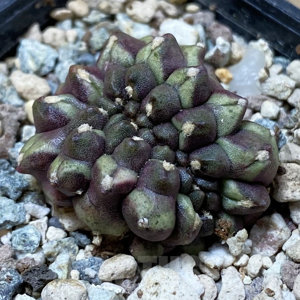 SH25725 Gymnocalycium mihanovichii ‘Day Dream’ f. cristata
