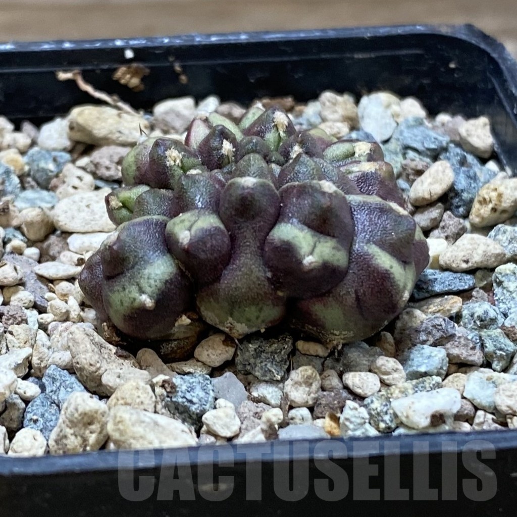 SH25725 Gymnocalycium mihanovichii ‘Day Dream’ f. cristata - Image 2