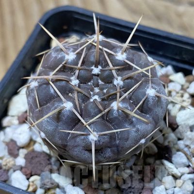 SH25727 Gymnocalycium striglianum v. aeneum VG 408