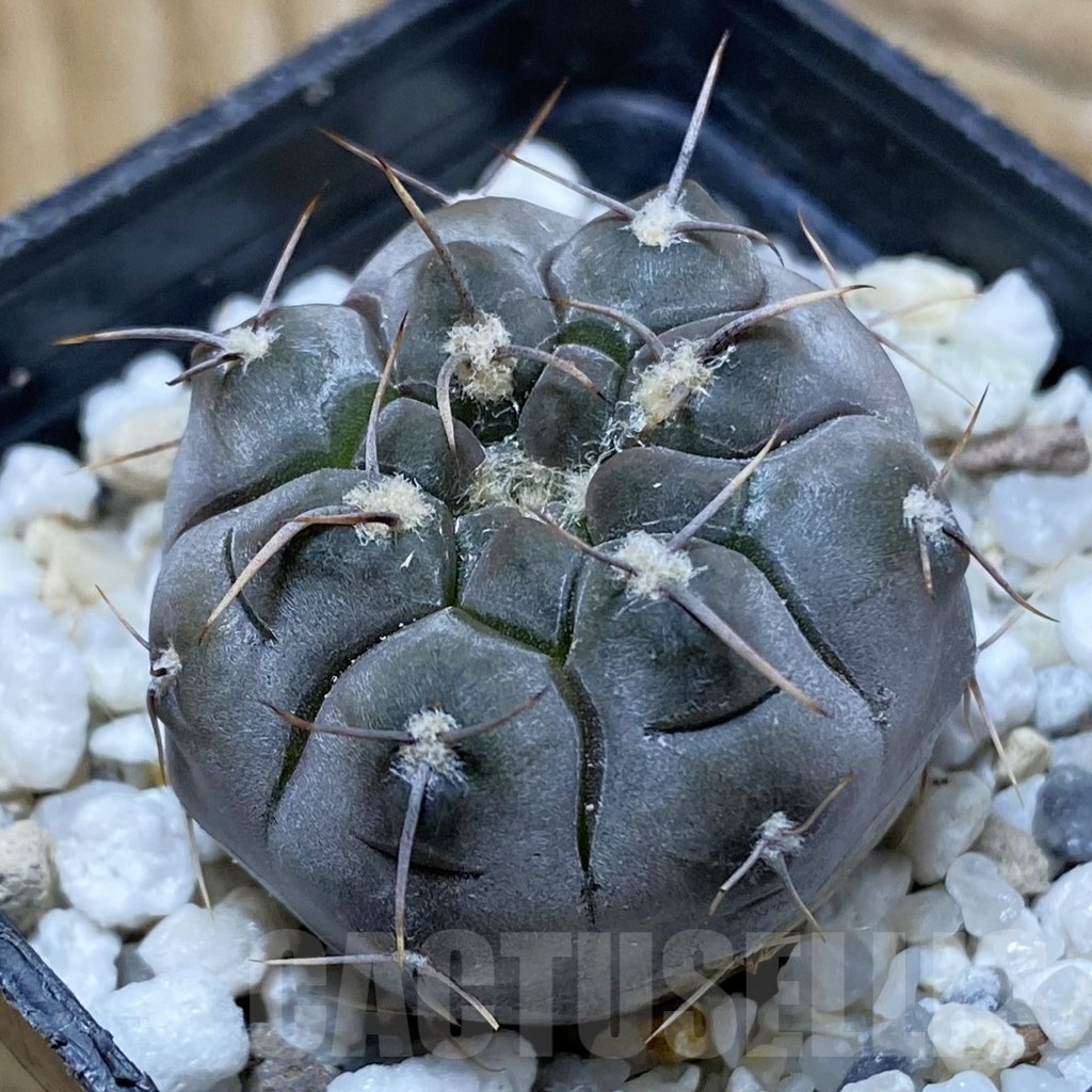 SH25728 Gymnocalycium borthii v. nogolense VG 412