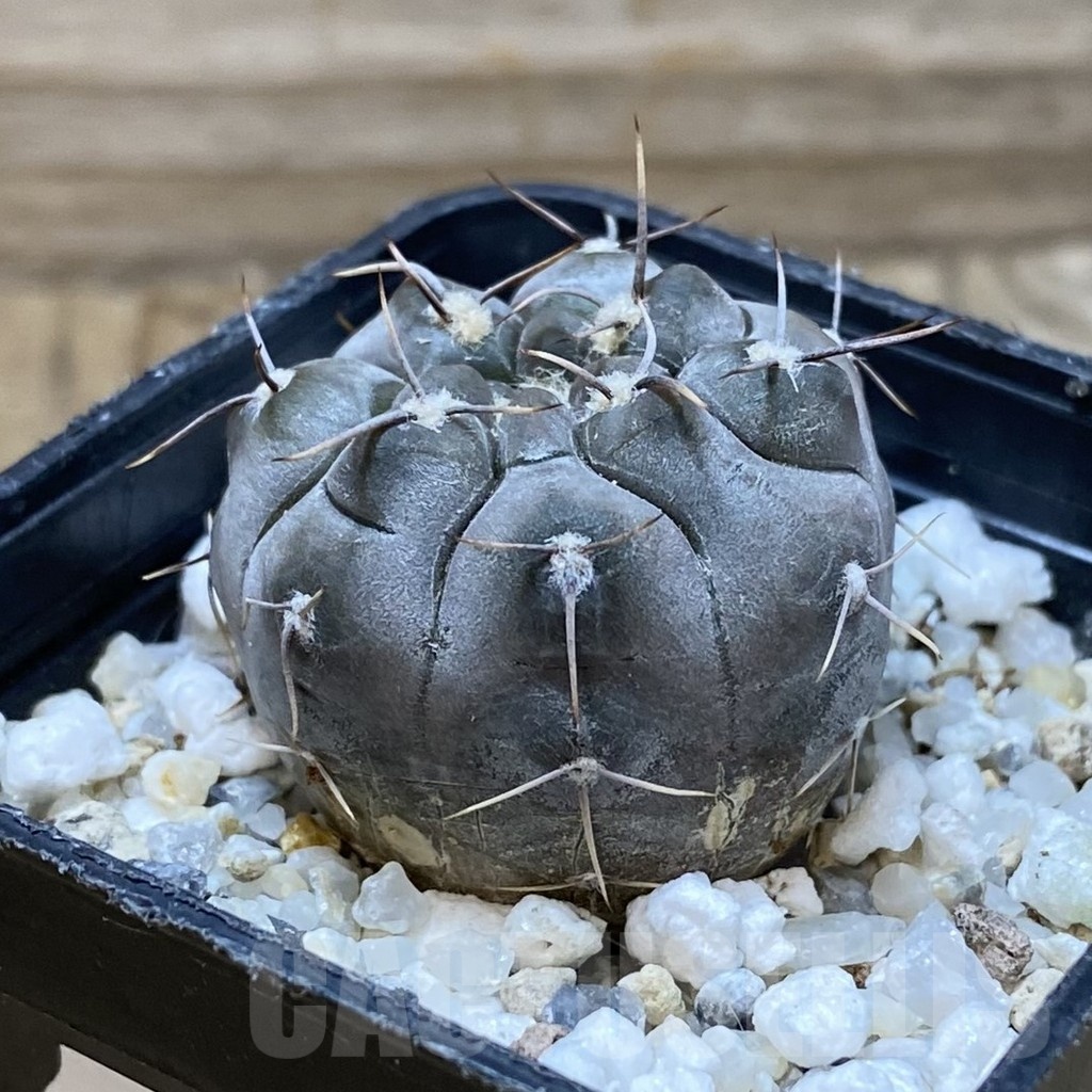 SH25728 Gymnocalycium borthii v. nogolense VG 412 - Image 2