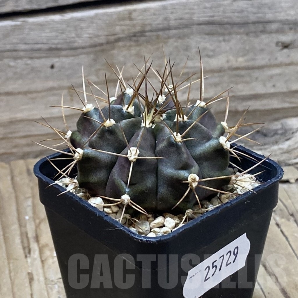 SH25729 Gymnocalycium mihanovichii hybrid long spines, seedling - Image 2