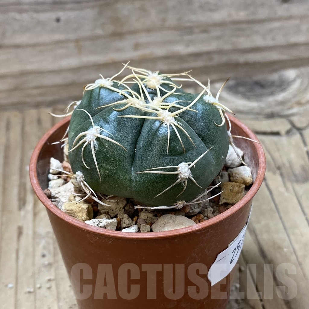 SH25730 Gymnocalycium denudatum - Image 2