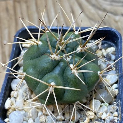 SH25731 Gymnocalycium eurypleurum