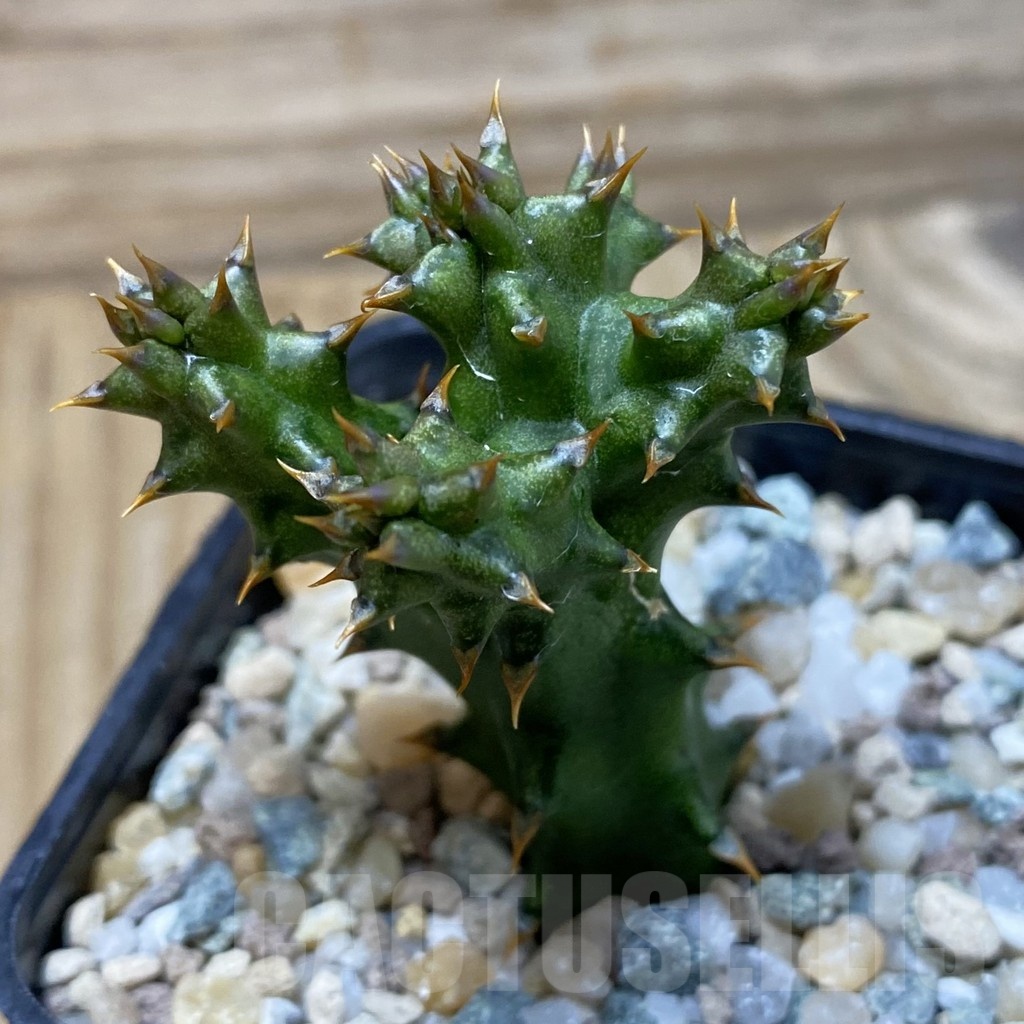SH25673 Edithcolea grandis, seedling