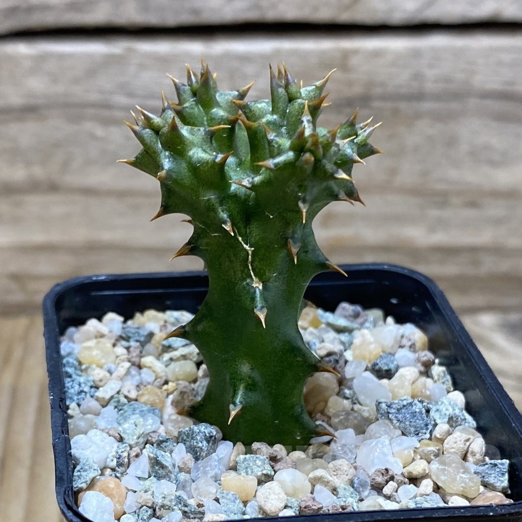 SH25673 Edithcolea grandis, seedling - Image 2