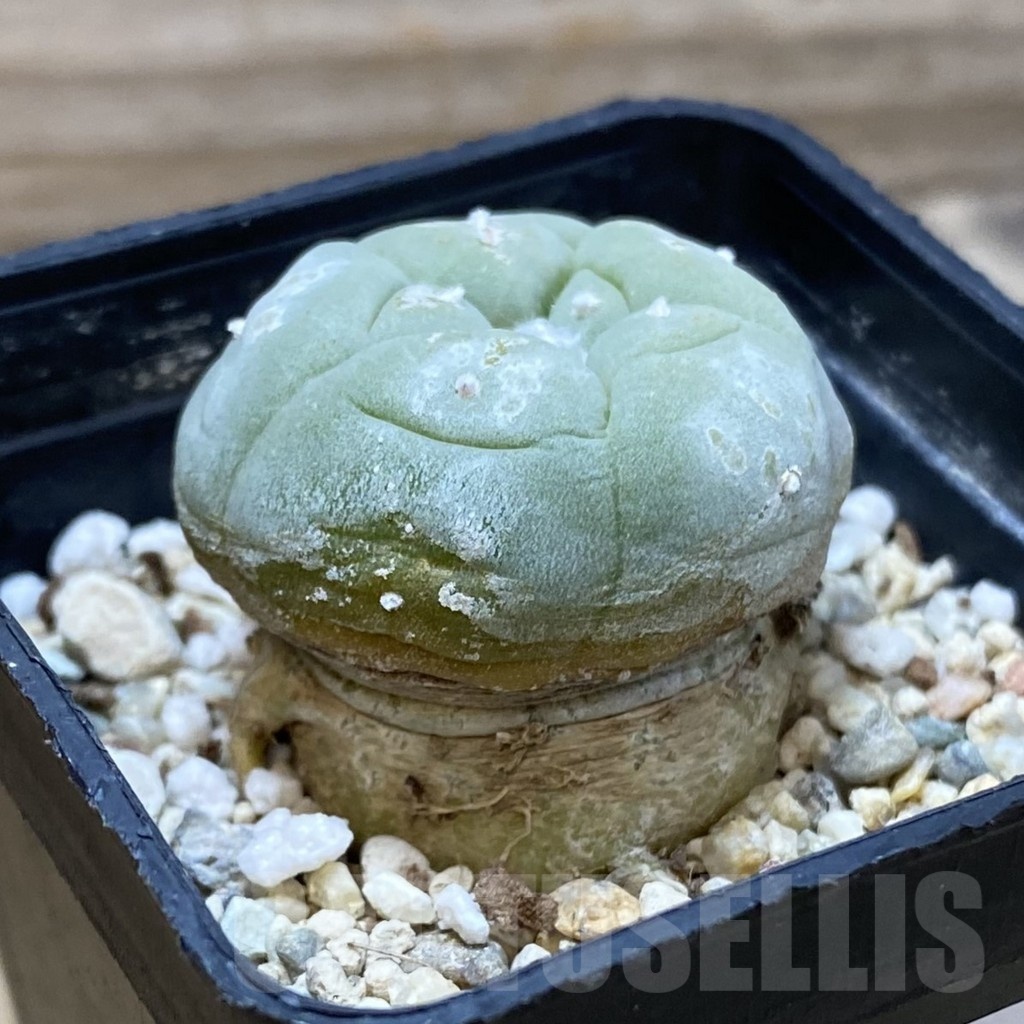 SH25675 Anhalonium frichii v. albiflora - Image 2