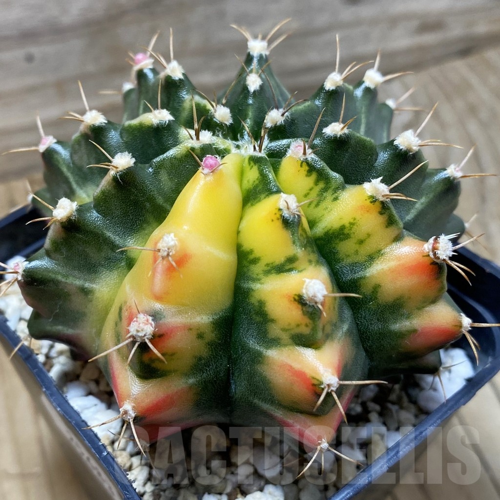 SH25683 Gymnocalycium mihanovichii f. variegata, seedling