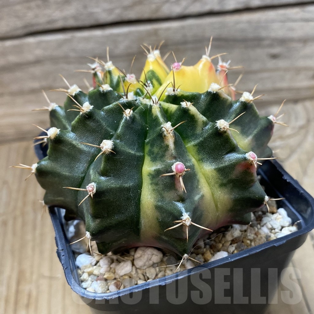 SH25683 Gymnocalycium mihanovichii f. variegata, seedling - Image 2