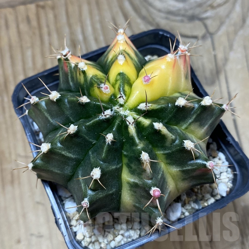 SH25683 Gymnocalycium mihanovichii f. variegata, seedling - Image 3