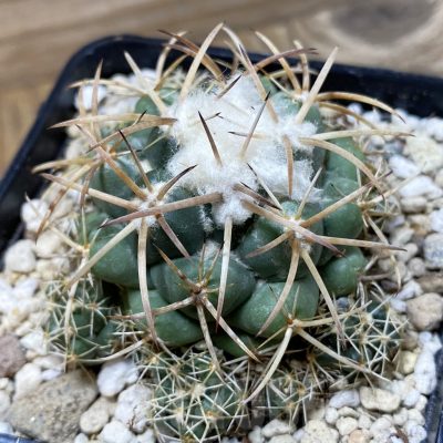 SH25684 Coryphantha bumamma