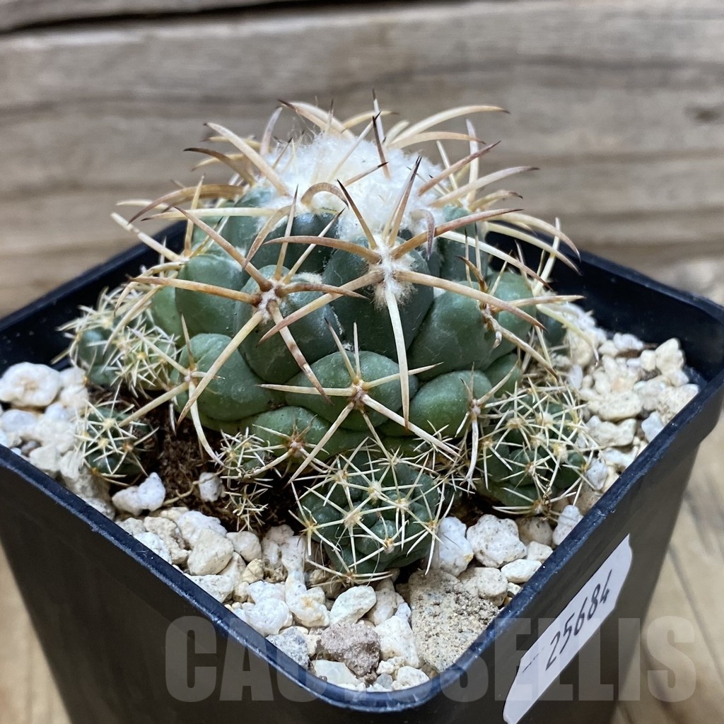SH25684 Coryphantha bumamma - Image 2