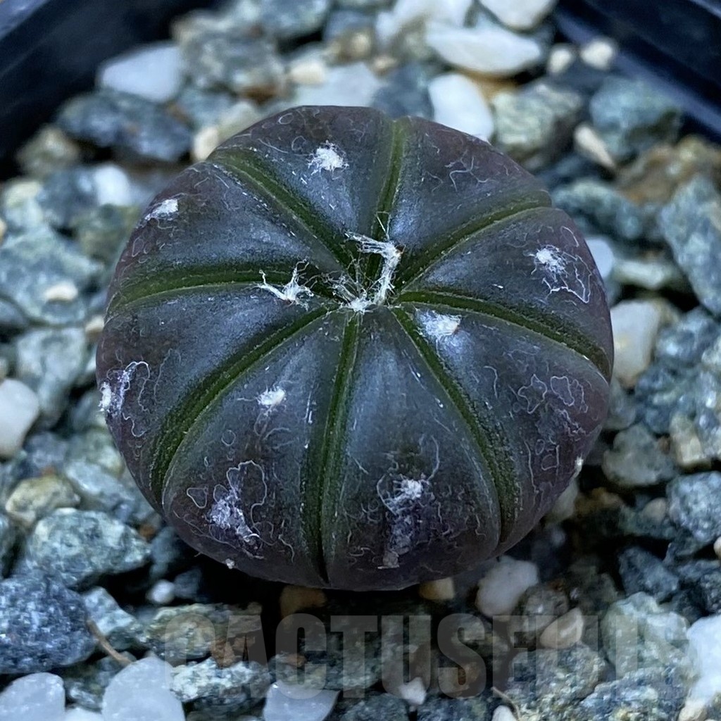 SH25690 Astrophytum asterias ‘Purple Skin’