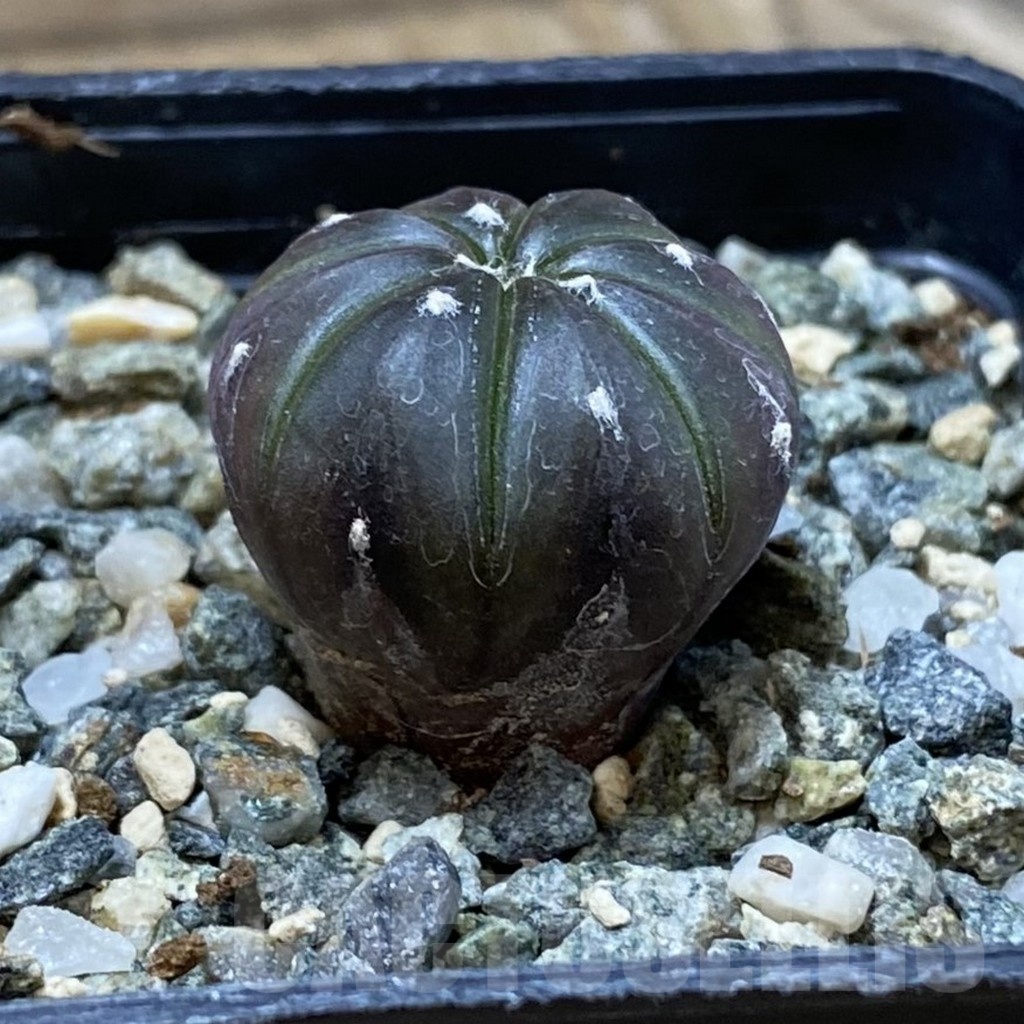 SH25690 Astrophytum asterias ‘Purple Skin’ - Image 2