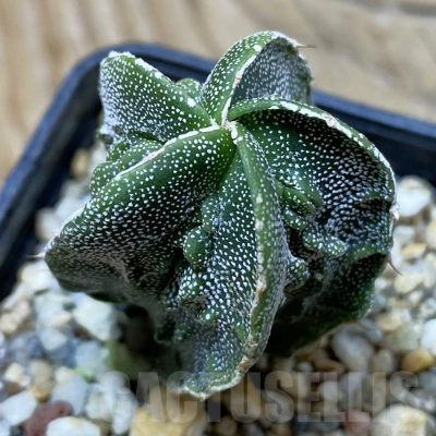 SH25692 Astrophytum myriostigma ‘Fukuryu’