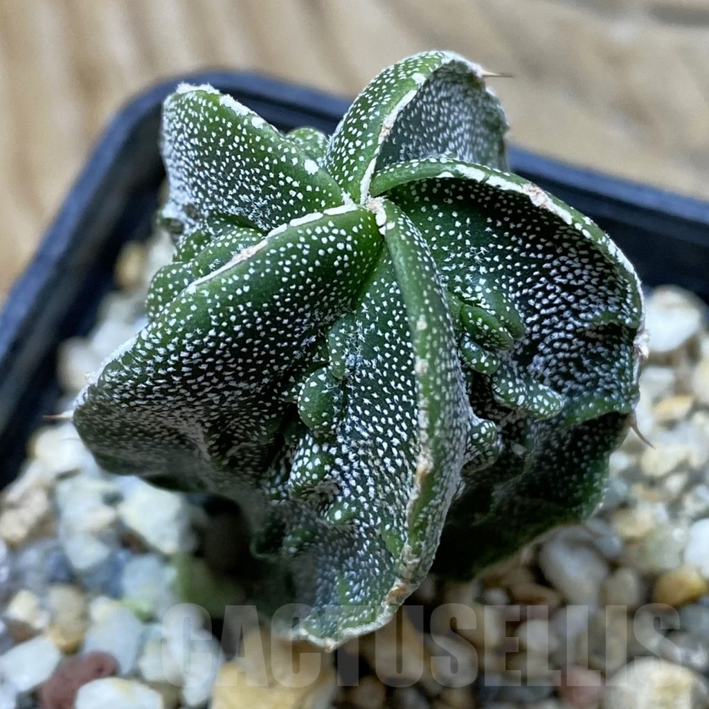 SH25692 Astrophytum myriostigma ‘Fukuryu’